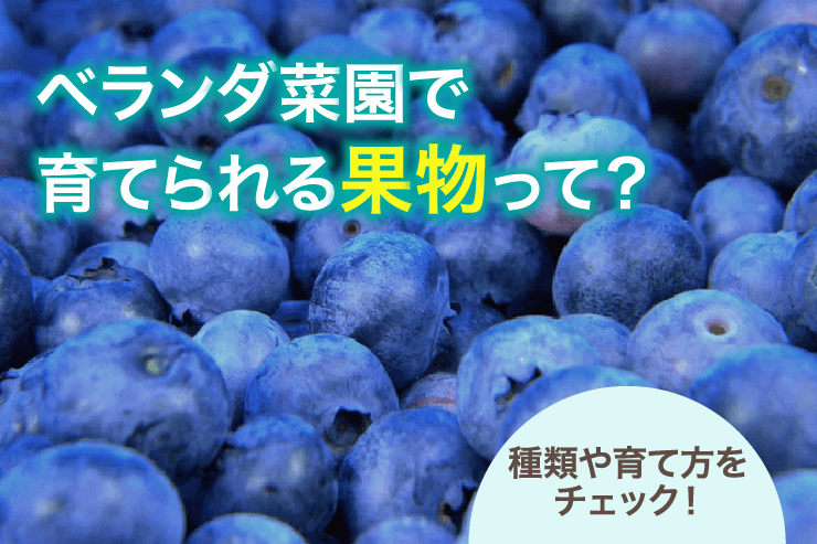ベランダ菜園で育てられる果物って?種類や育て方をチェック!