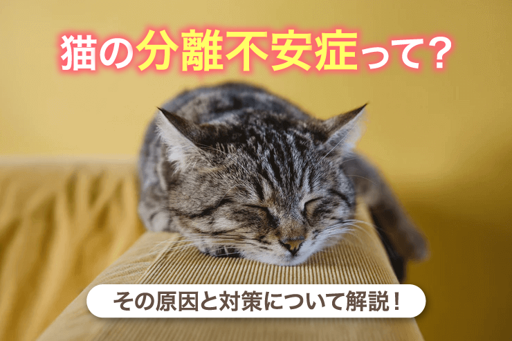 猫の分離不安症って?その原因と対策について解説!