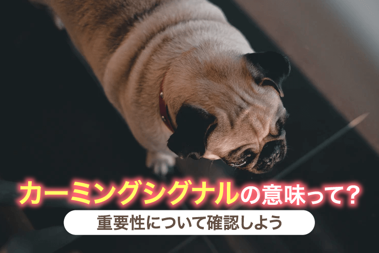 カーミングシグナルの意味って?重要性について確認しよう