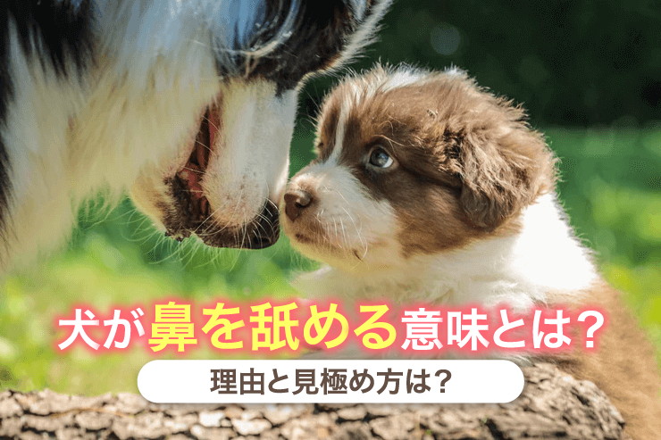 犬が鼻を舐める意味とは?理由と見極め方は?