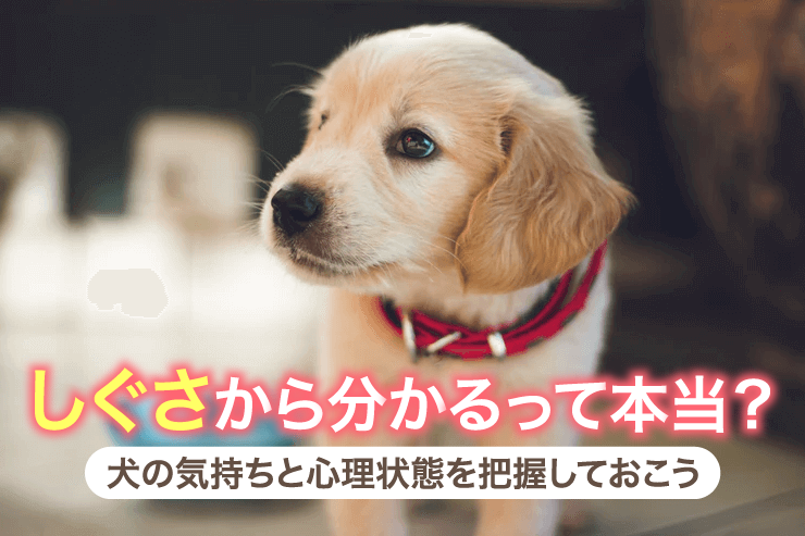 しぐさから分かるって本当?犬の気持ちと心理状態を把握しておこう