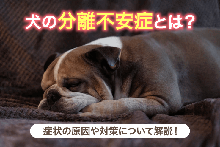 犬の分離不安症とは?症状の原因や対策について解説!