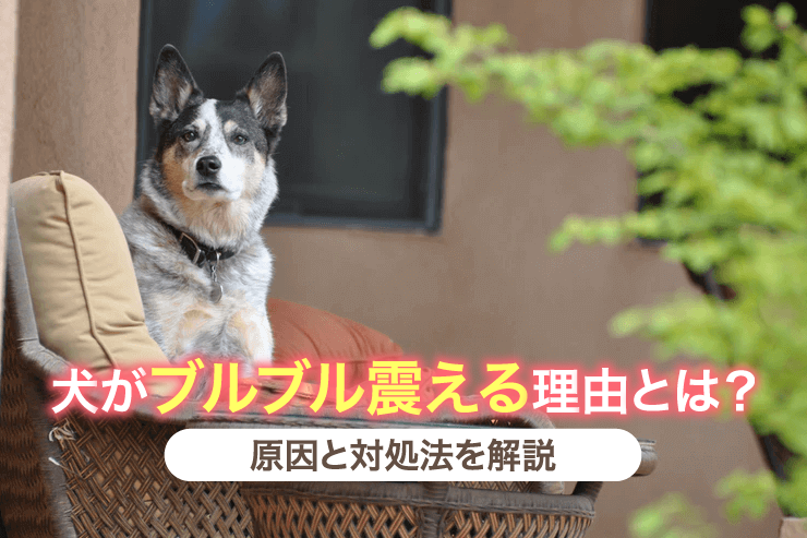 犬がブルブル震える理由とは?原因と対処法を解説
