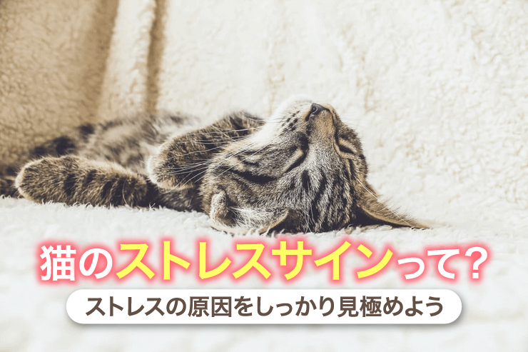 猫のストレスサインって?ストレスの原因をしっかり見極めよう