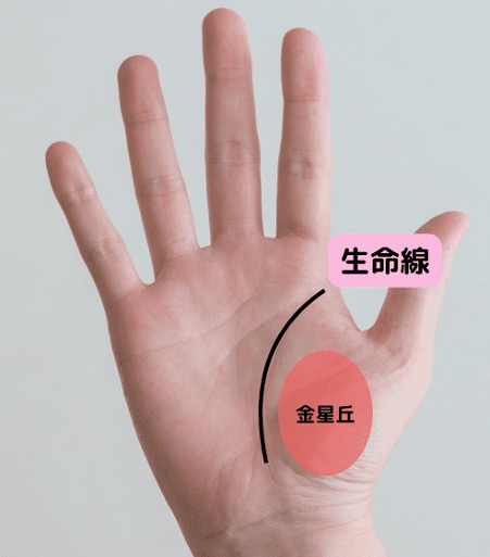 生命線はどこにある？