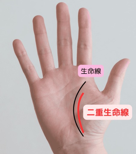 2倍の生命力を持つ「二重生命線」