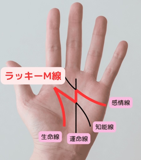 （5）理想的なバランスを持つM線（エム線）