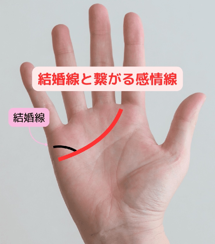 2.結婚線と繋がる感情線