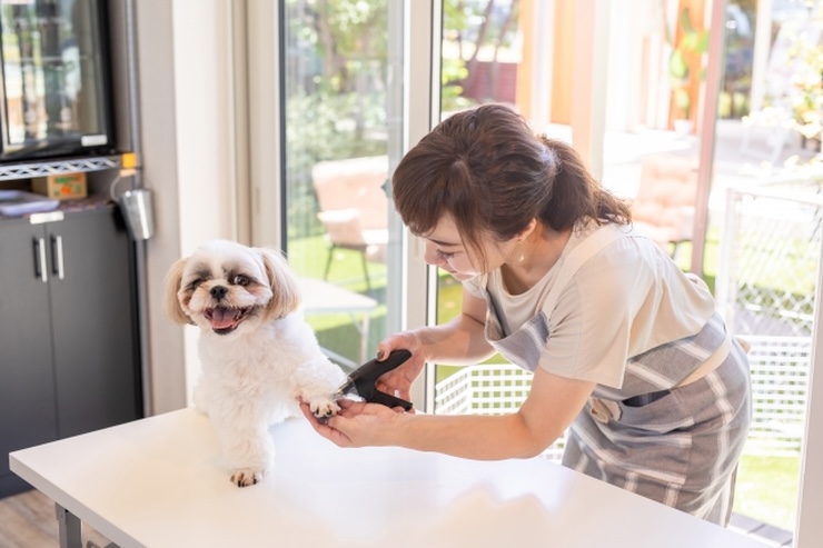 そもそもトリマーとは？