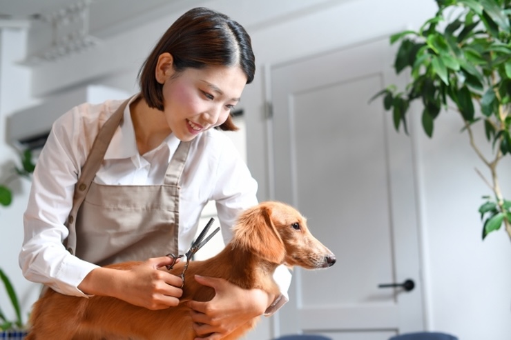 トリマーになるには資格が必要？