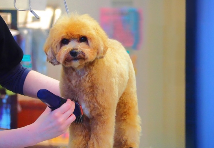 トリマー資格まとめ